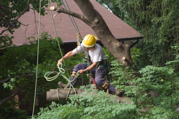  , NJ Tree Removal Services Pros